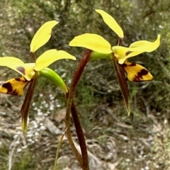 Diuris sulphurea (Tiger Orchid) at Nicholls, ACT - 9 Nov 2022 by KMcCue