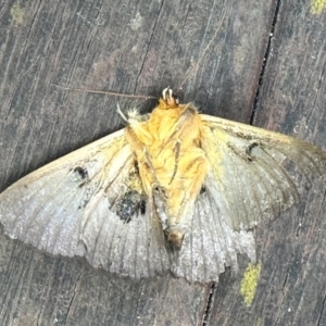 Dasypodia selenophora at Aranda, ACT - 10 Nov 2022 09:50 AM