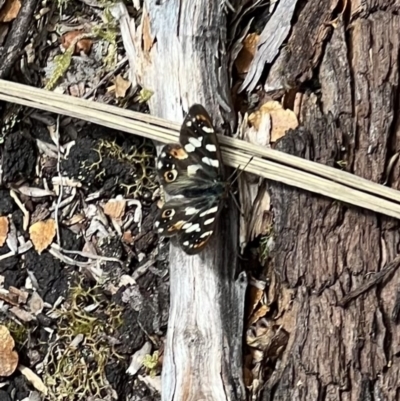 Unidentified Nymph (Nymphalidae) at Lake Saint Clair, TAS - 10 Nov 2022 by SimoneC