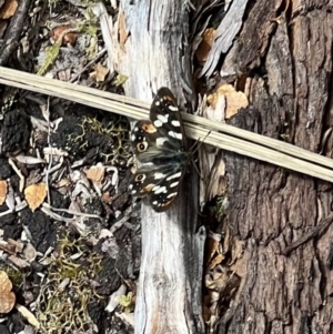 Unidentified Nymph (Nymphalidae) (TBC) at suppressed by SimoneC