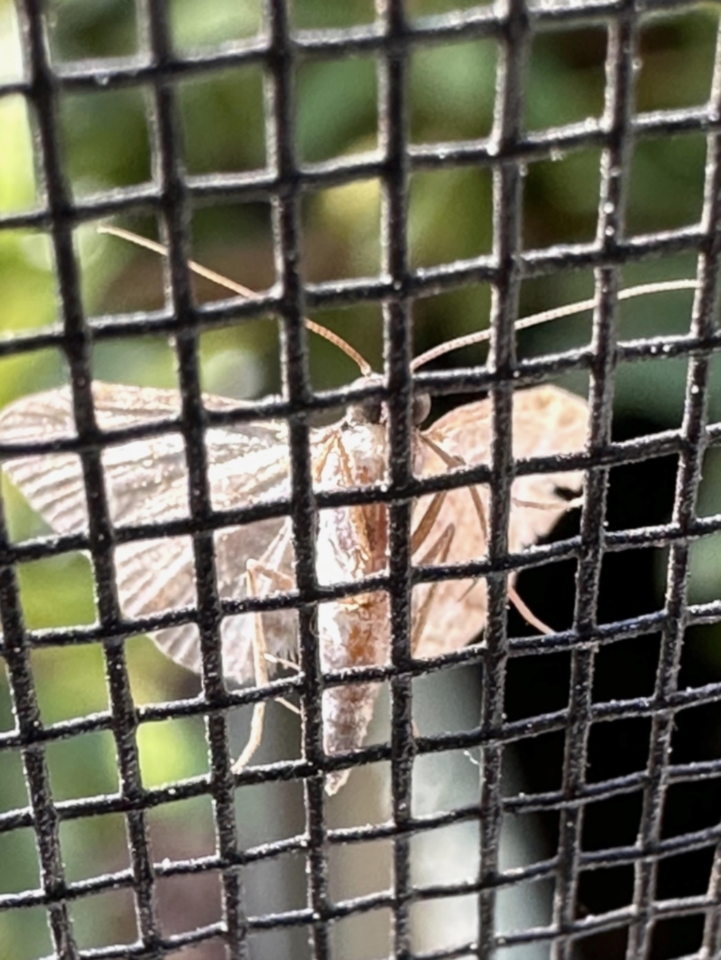 Lepidoptera unclassified ADULT moth at Aranda, ACT - 9 Nov 2022