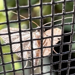 Lepidoptera unclassified ADULT moth at Aranda, ACT - 9 Nov 2022