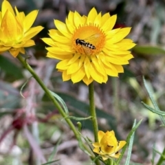 Melangyna sp. (genus) (Hover Fly) at Nicholls, ACT - 9 Nov 2022 by KMcCue