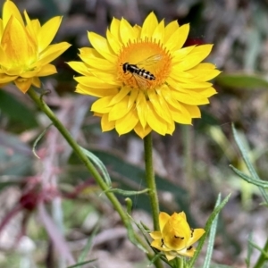 Melangyna sp. (genus) at Nicholls, ACT - 9 Nov 2022