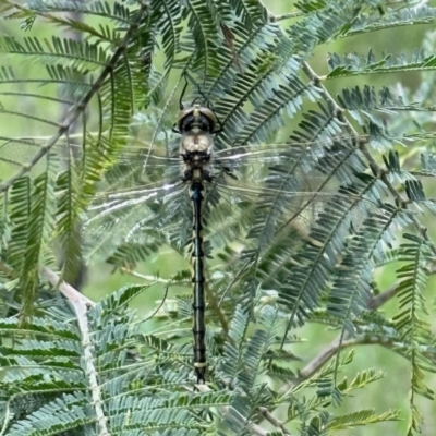 Hemicordulia tau (Tau Emerald) at Percival Hill - 9 Nov 2022 by KMcCue