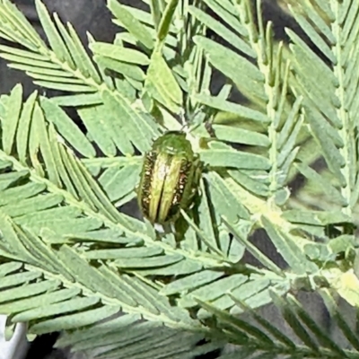 Calomela vittata (Acacia leaf beetle) at Percival Hill - 9 Nov 2022 by KMcCue