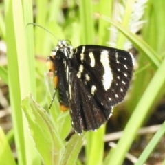 Phalaenoides tristifica (Willow-herb Day-moth) at Booth, ACT - 11 Nov 2022 by JohnBundock