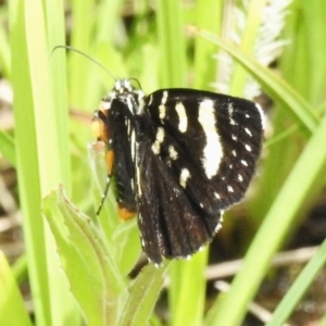 Phalaenoides tristifica at Booth, ACT - 11 Nov 2022