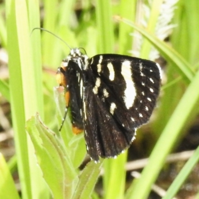 Phalaenoides tristifica (Willow-herb Day-moth) at Namadgi National Park - 11 Nov 2022 by JohnBundock