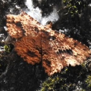 Artigisa melanephele at Paddys River, ACT - 10 Nov 2022 12:26 PM