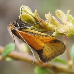 Philobota undescribed species near arabella (A concealer moth) at Booth, ACT - 11 Nov 2022 by JohnBundock