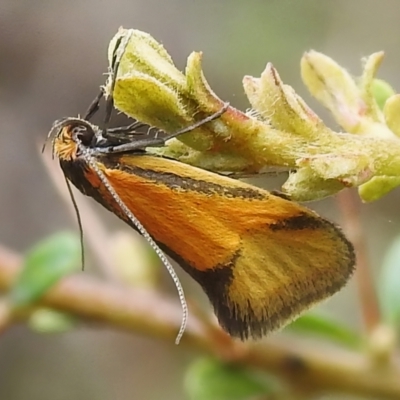 Philobota undescribed species near arabella (A concealer moth) at Namadgi National Park - 10 Nov 2022 by JohnBundock