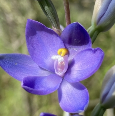Thelymitra megcalyptra (Swollen Sun Orchid) at Stromlo, ACT - 8 Nov 2022 by AJB