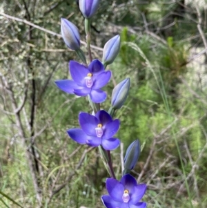 Thelymitra megcalyptra at Stromlo, ACT - 9 Nov 2022