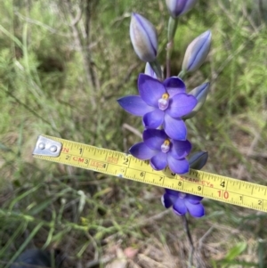 Thelymitra megcalyptra at Stromlo, ACT - 9 Nov 2022