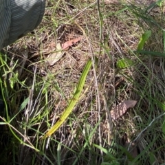 Thelymitra megcalyptra at Stromlo, ACT - 9 Nov 2022