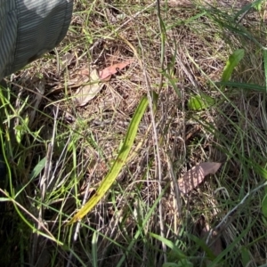 Thelymitra megcalyptra at Stromlo, ACT - 9 Nov 2022