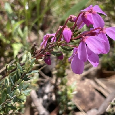 Tetratheca bauerifolia (Heath Pink-bells) at Mount Clear, ACT - 9 Nov 2022 by JaneR