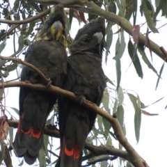 Calyptorhynchus lathami (Glossy Black-Cockatoo) at Hackett, ACT - 11 Nov 2022 by TomW