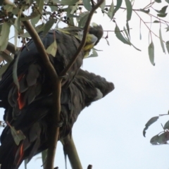 Calyptorhynchus lathami at Hackett, ACT - 11 Nov 2022