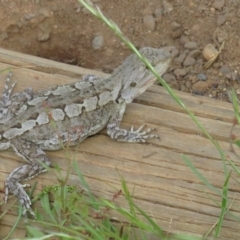 Amphibolurus muricatus (Jacky Lizard) at Hackett, ACT - 6 Nov 2022 by TomW