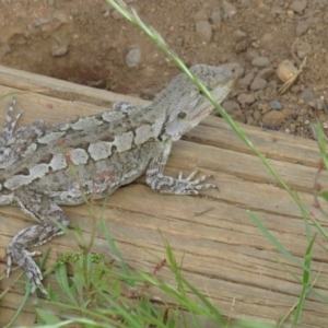 Amphibolurus muricatus at Hackett, ACT - 6 Nov 2022