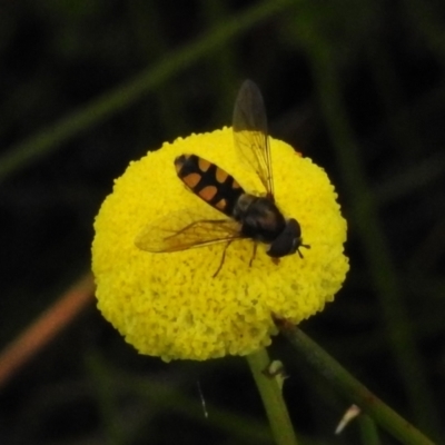 Melangyna viridiceps (Hover fly) at Namadgi National Park - 11 Nov 2022 by JohnBundock