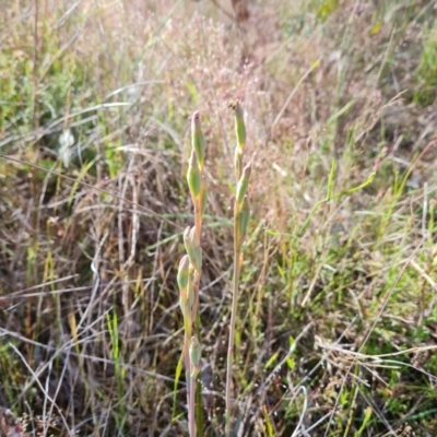 Thelymitra (Genus) (Sun Orchid) at Jerrabomberra, ACT - 11 Nov 2022 by Mike