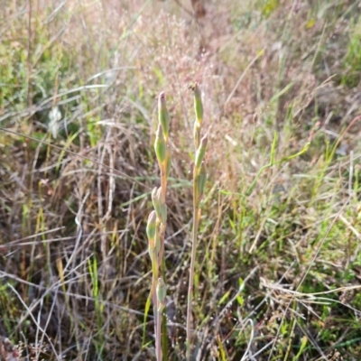 Thelymitra sp. (A Sun Orchid) at Jerrabomberra, ACT - 11 Nov 2022 by Mike