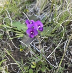 Swainsona behriana (Behr's Swainson-Pea) at Mount Clear, ACT - 9 Nov 2022 by JaneR