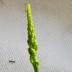 Microtis sp. (Onion Orchid) at Isaacs Ridge - 11 Nov 2022 by Mike