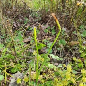 Microtis sp. at Jerrabomberra, ACT - suppressed