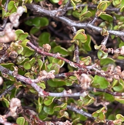 Muehlenbeckia axillaris (Matted Lignum) at Mount Clear, ACT - 9 Nov 2022 by JaneR