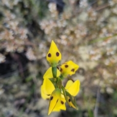 Diuris sulphurea (Tiger Orchid) at QPRC LGA - 11 Nov 2022 by clarehoneydove