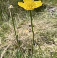 Ranunculus lappaceus (Australian Buttercup) at Mount Clear, ACT - 8 Nov 2022 by JaneR