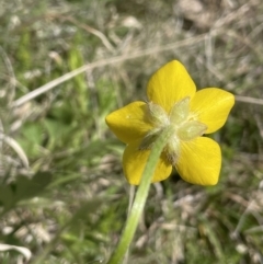 Ranunculus lappaceus at Mount Clear, ACT - 9 Nov 2022