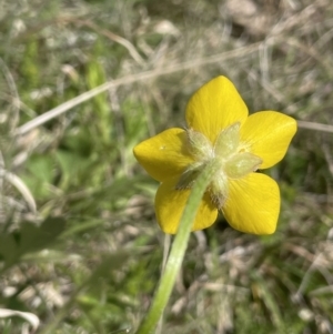 Ranunculus lappaceus at Mount Clear, ACT - 9 Nov 2022