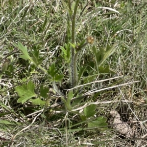 Ranunculus lappaceus at Mount Clear, ACT - 9 Nov 2022