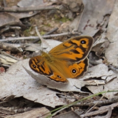 Heteronympha merope (Common Brown Butterfly) at Block 402 - 10 Nov 2022 by MatthewFrawley