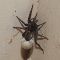 Venatrix sp. (genus) (Unidentified Venatrix wolf spider) at Wanniassa, ACT - 10 Nov 2022 by JohnBundock