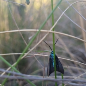 Pollanisus (genus) at Bungendore, NSW - 11 Nov 2022