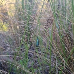 Pollanisus (genus) at Bungendore, NSW - 11 Nov 2022