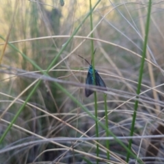 Pollanisus (genus) at Bungendore, NSW - 11 Nov 2022