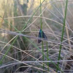 Pollanisus (genus) at Bungendore, NSW - 11 Nov 2022 06:52 PM