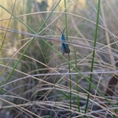 Pollanisus (genus) at Bungendore, NSW - 11 Nov 2022