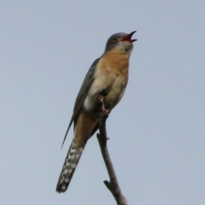 Cacomantis flabelliformis (Fan-tailed Cuckoo) at Block 402 - 10 Nov 2022 by MatthewFrawley