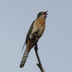 Cacomantis flabelliformis (Fan-tailed Cuckoo) at Piney Ridge - 10 Nov 2022 by MatthewFrawley