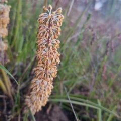 Lomandra multiflora (Many-flowered Matrush) at QPRC LGA - 11 Nov 2022 by clarehoneydove