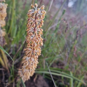 Lomandra multiflora at Bungendore, NSW - 11 Nov 2022