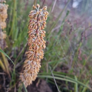 Lomandra multiflora at Bungendore, NSW - 11 Nov 2022 07:28 PM